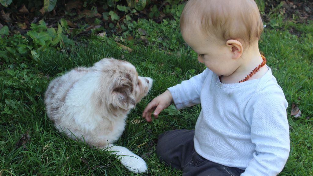 chiots