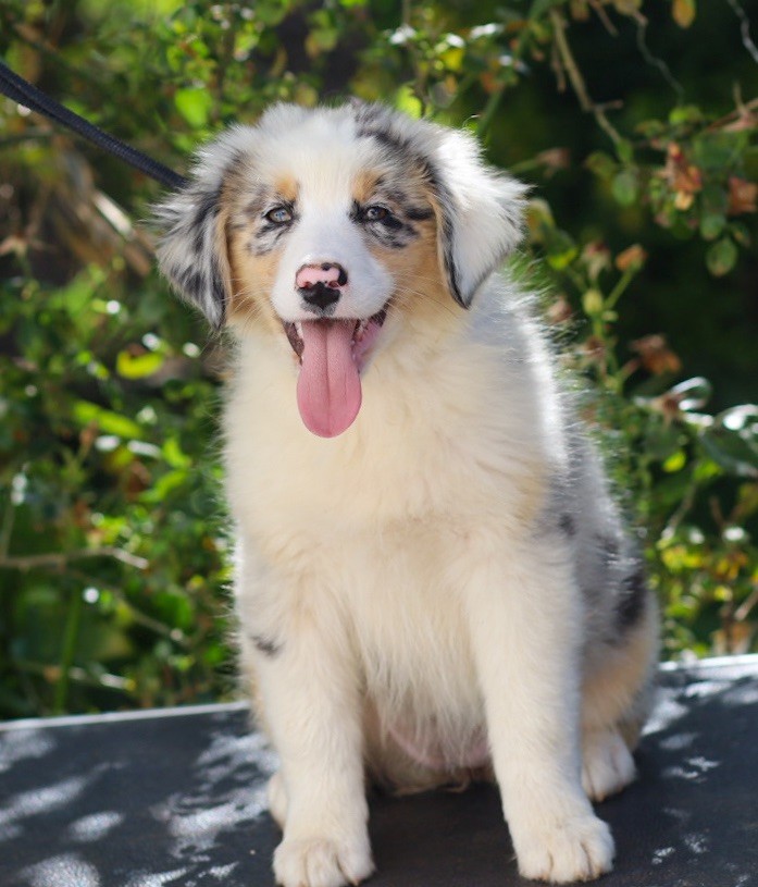 Of The Nice Sheperd - Chiots disponibles - Berger Australien