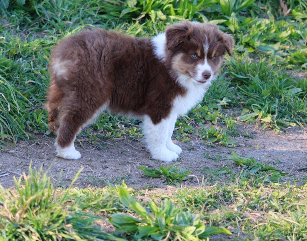 Of The Nice Sheperd - Chiots disponibles - Berger Américain Miniature 